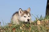 ALASKAN MALAMUTE 227